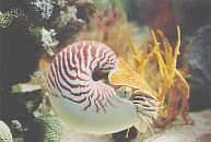 Nautilus Pompilius