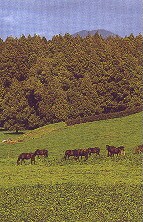 Horses in front of Yarndley's Bush