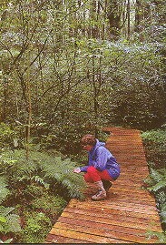 Raised timber walkway in Yarndley's Bush